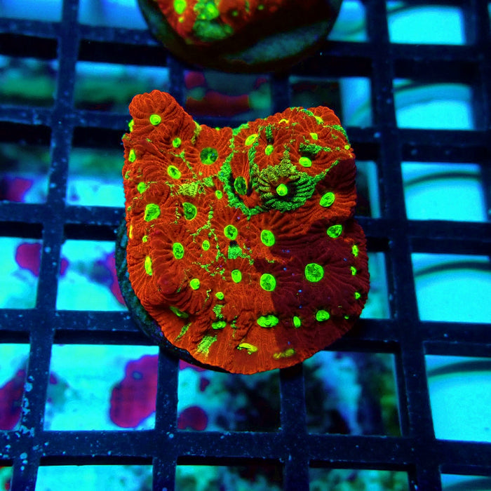 War Coral Favites Frag