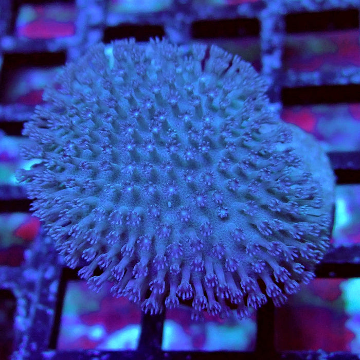 Bright Leather Coral Frag