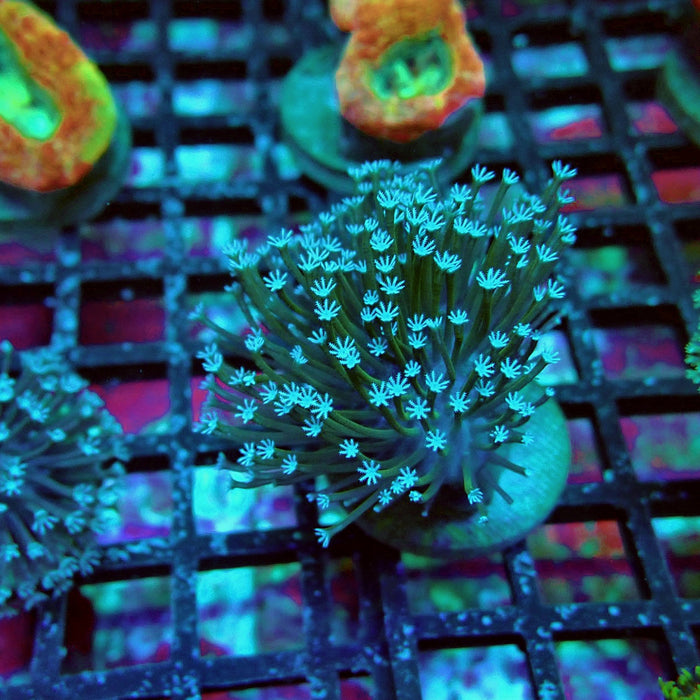 Bright Leather Coral Frag
