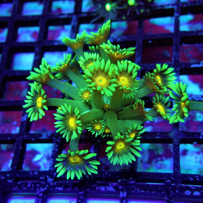 Green Yellow Center Goniopora Frag(Long-Polyp Frag)