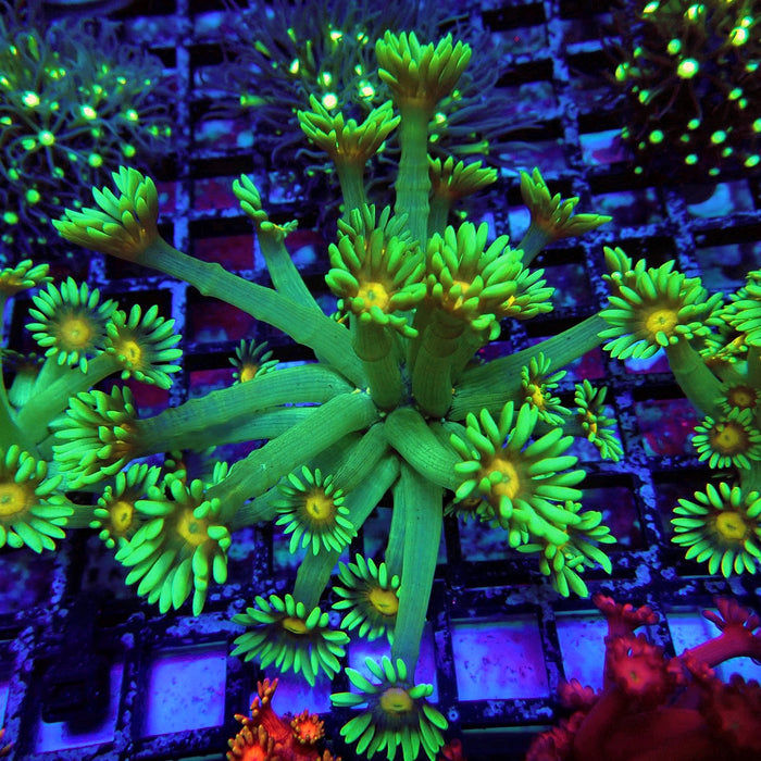 Green Yellow Center Goniopora Frag(Long-Polyp Frag)
