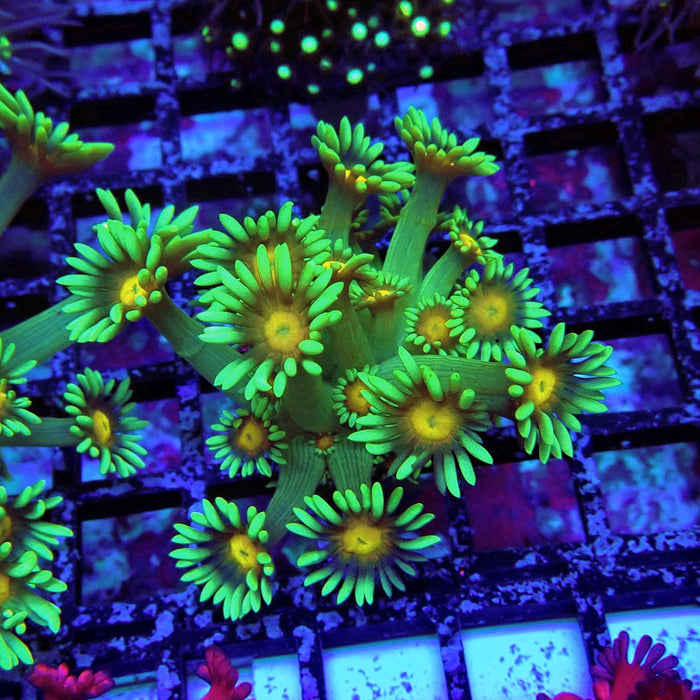 Green Yellow Center Goniopora Frag(Long-Polyp Frag)