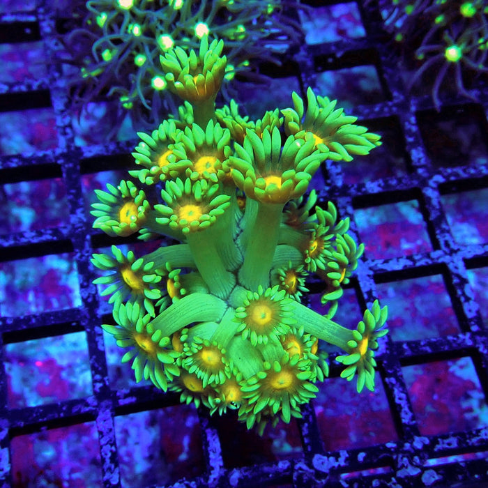Green Yellow Center Goniopora Frag(Long-Polyp Frag)
