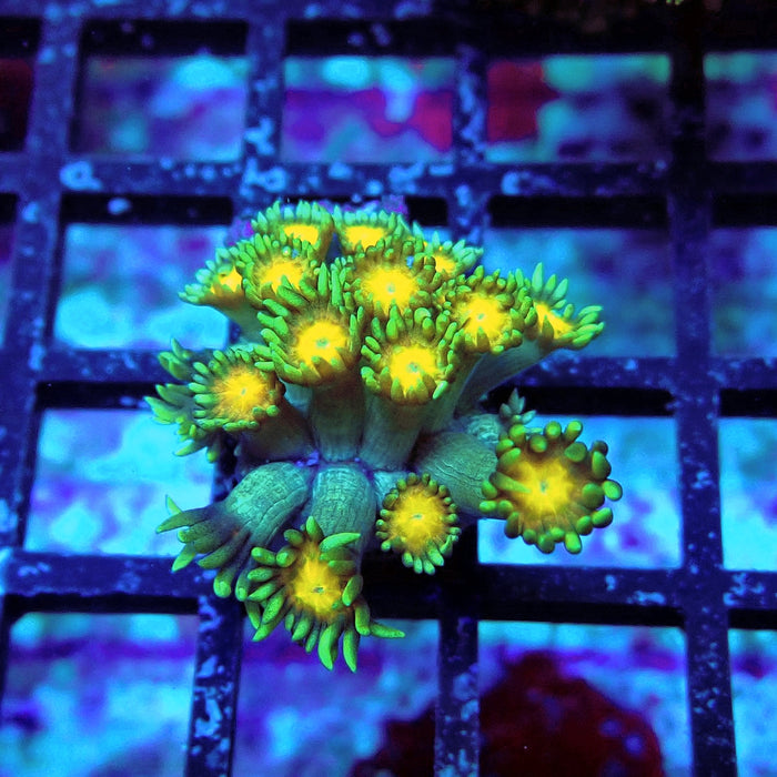 Blue-Green Goniopora Frag (Long Polyps)