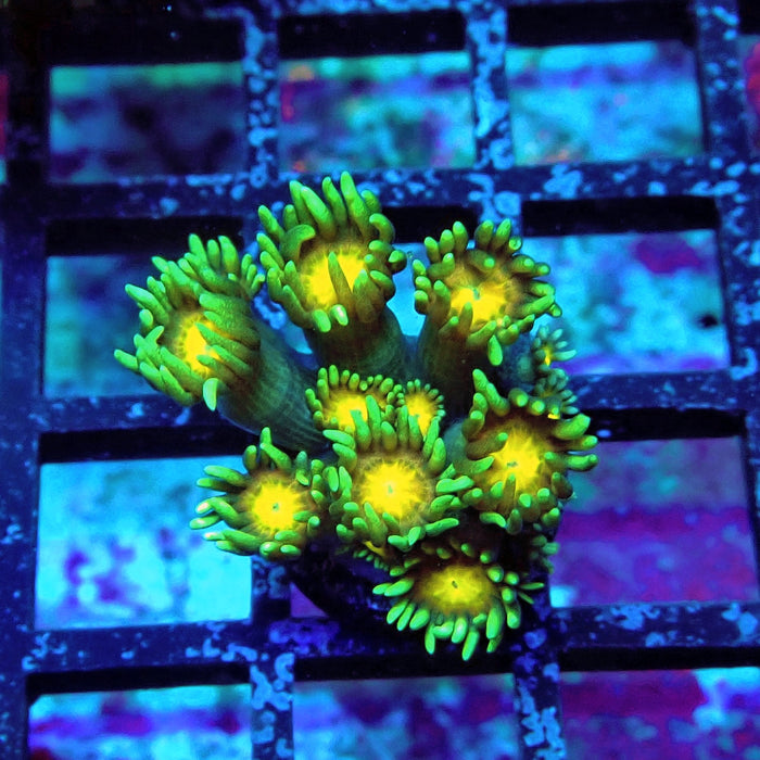 Blue-Green Goniopora Frag (Long Polyps)