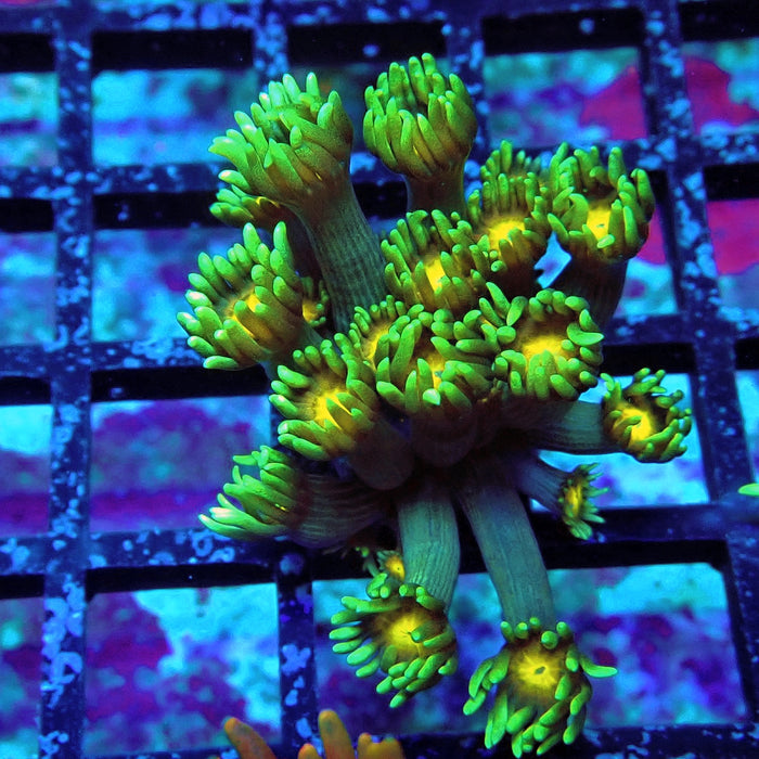 Blue-Green Goniopora Frag (Long Polyps)