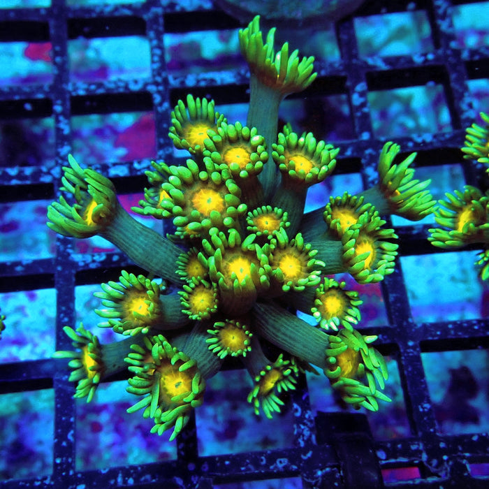 Blue-Green Goniopora Frag (Long Polyps)