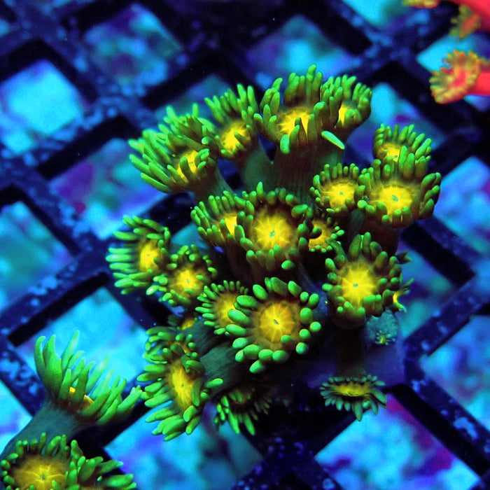 Blue-Green Goniopora Frag (Long Polyps)