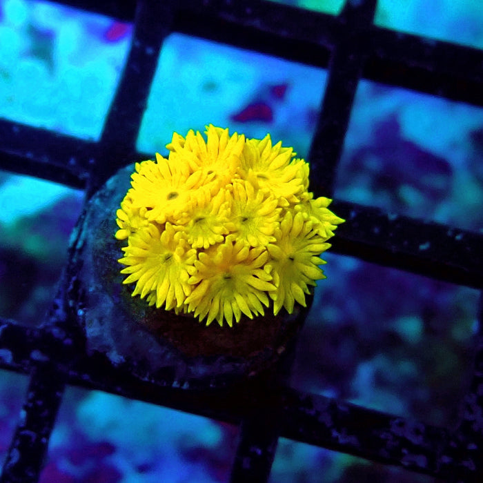 Super Ultra Yellow Goniopora Frag