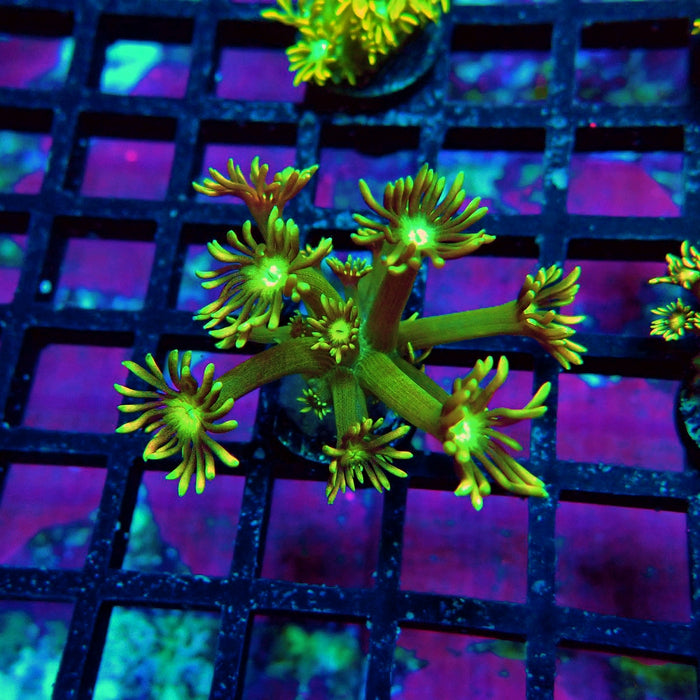 Green Orange Goniopora Frag