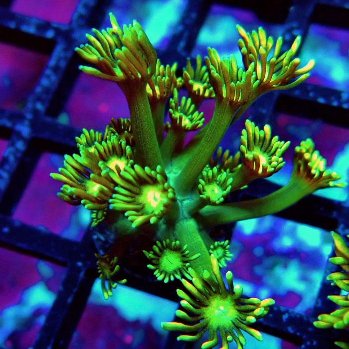 Green Orange Goniopora Frag
