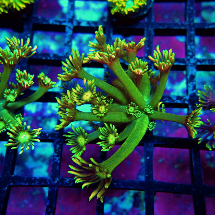Green Orange Goniopora Frag