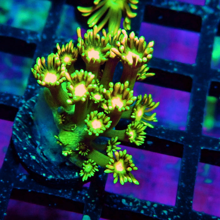 Green Orange Goniopora Frag