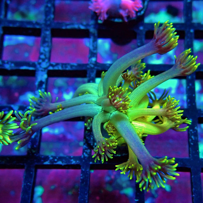 Gold Blue Goniopora Frag