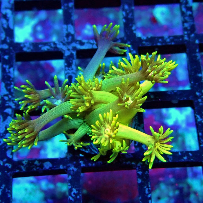 Gold Blue Goniopora Frag