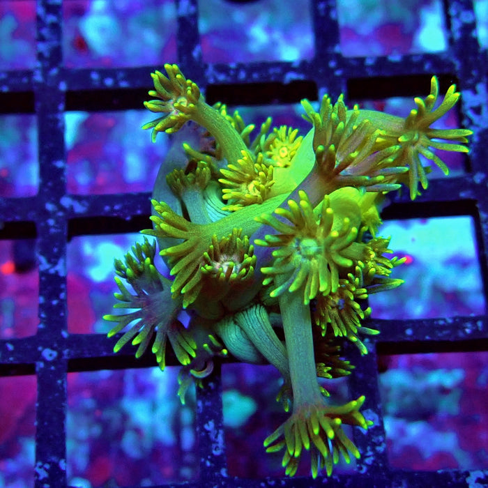 Gold Blue Goniopora Frag