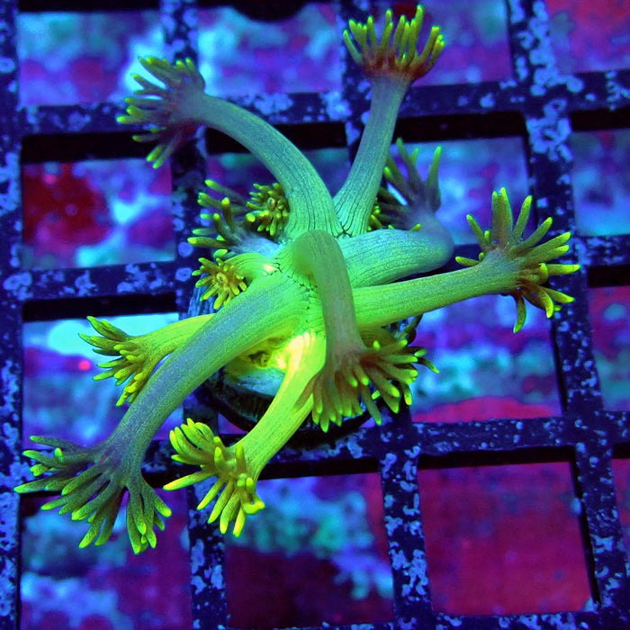 Gold Blue Goniopora Frag