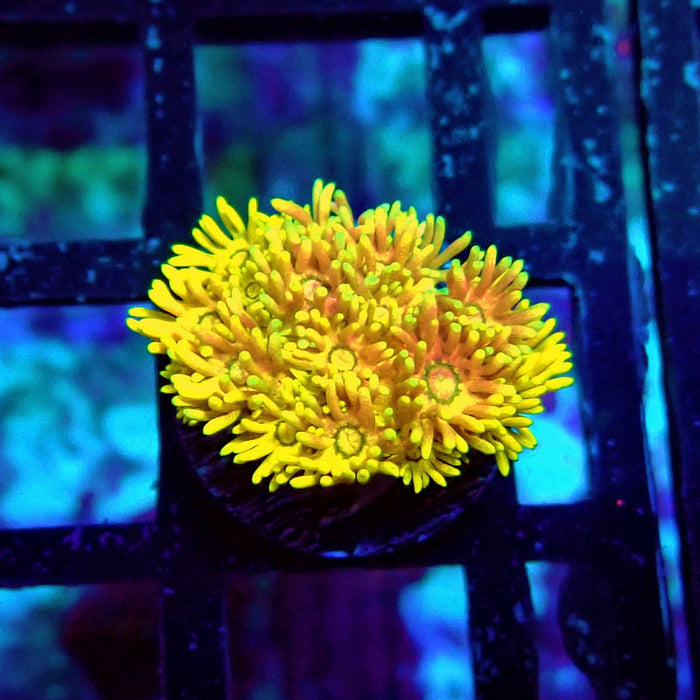 Ultra Goniopora Frag (6)