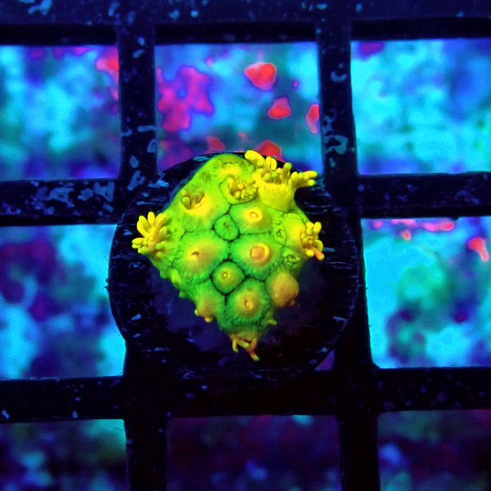 Ultra Goniopora Frag (6)