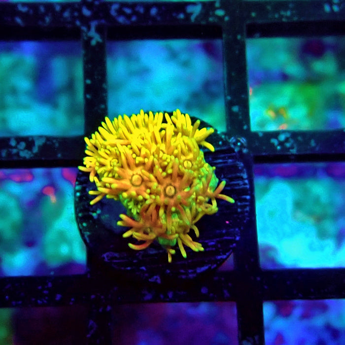 Ultra Goniopora Frag (6)