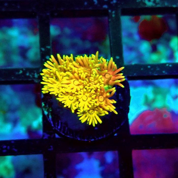 Ultra Goniopora Frag (6)