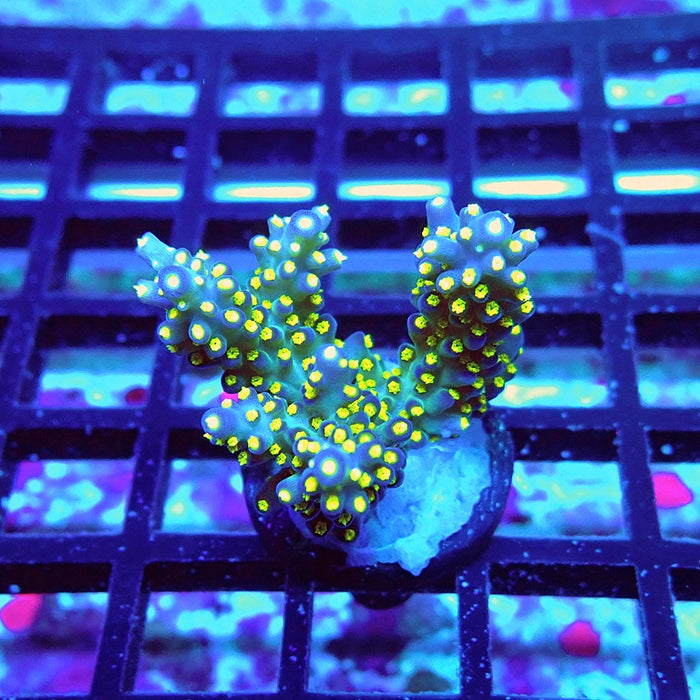 REx Blue Galaxy Acro