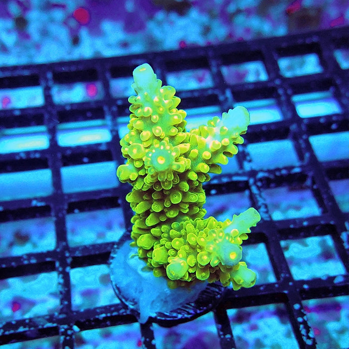 Neon Green Bright Acro