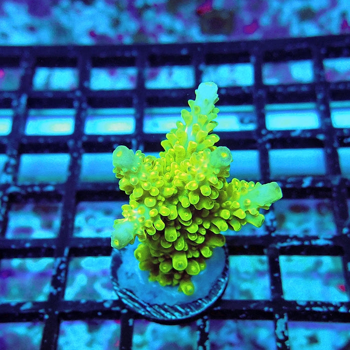 Neon Green Bright Acro