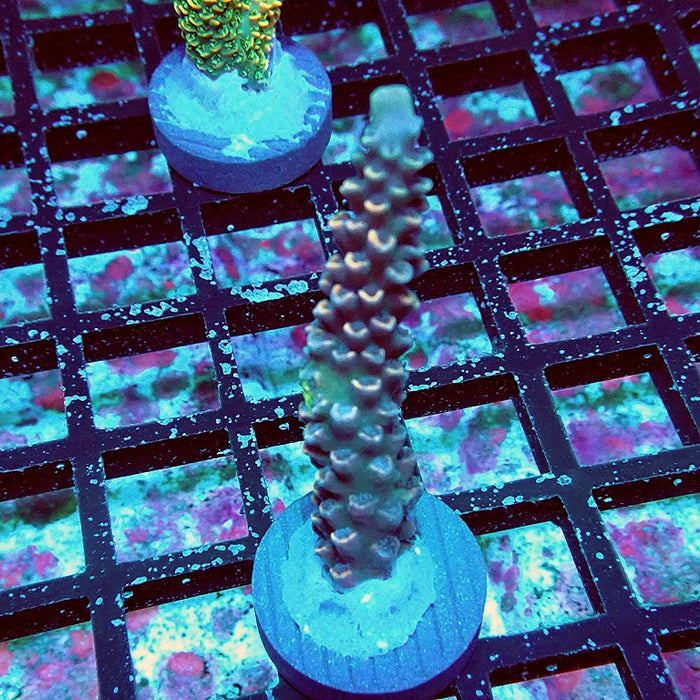 RARE Purple Orange Scales Acro