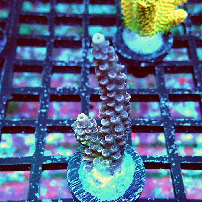 RARE Purple Orange Scales Acro