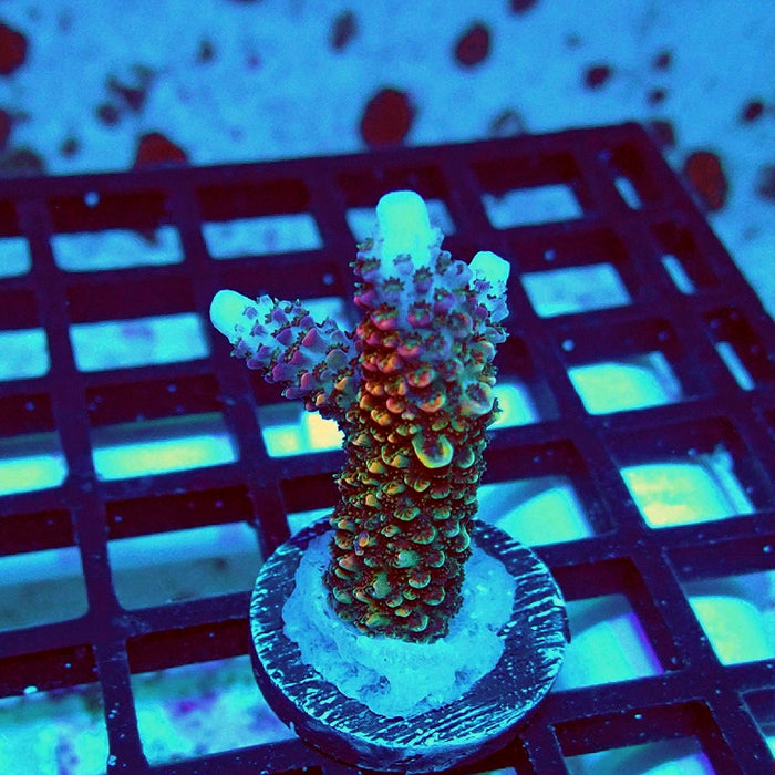 Wild Golden Stallion Stag Acro