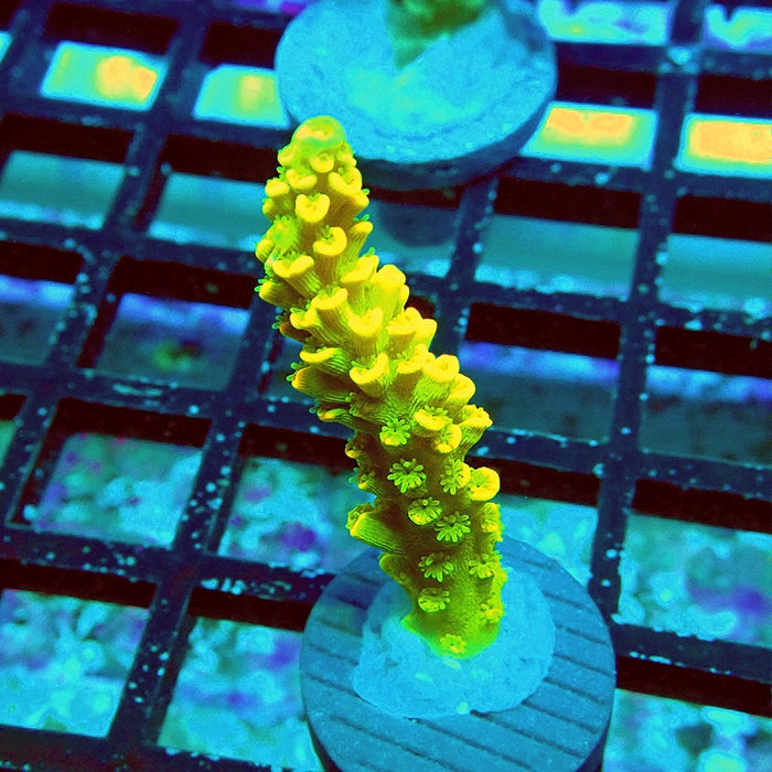 Tenuis Crazy Bright Yellow Red Scales Premium Acro