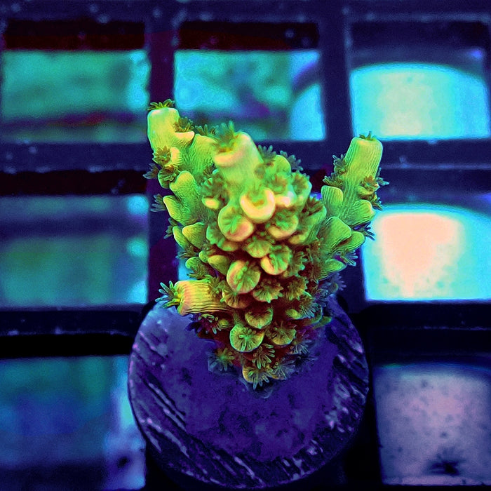 REx Green Blue Pink Scale Tenuis Acro