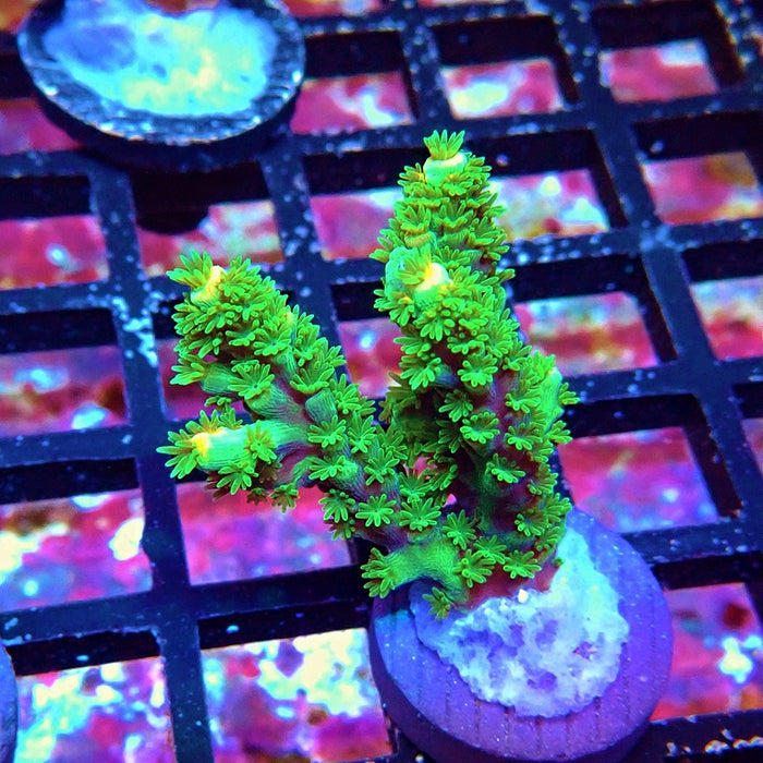 Tenuis Green Pink Scales Acro