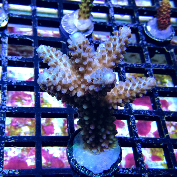Blue Slimer Acro Frag