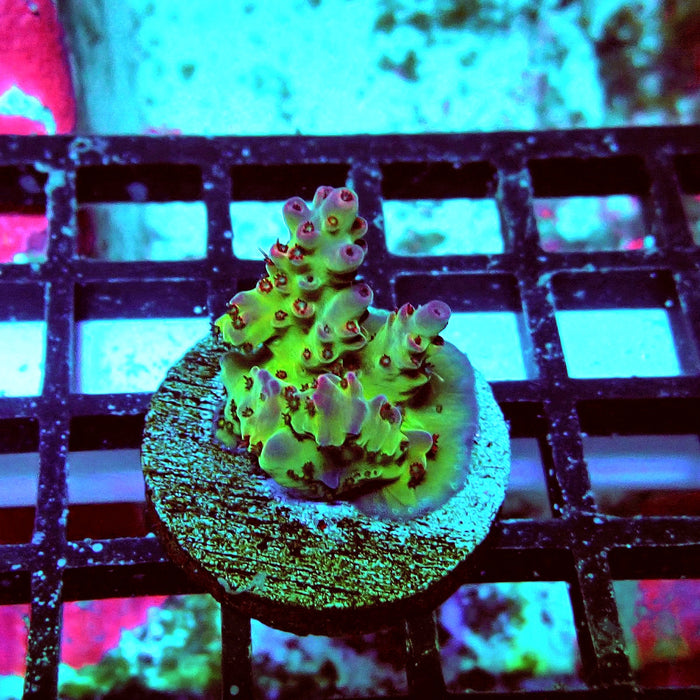 Colorful Contrasting Acro Frag