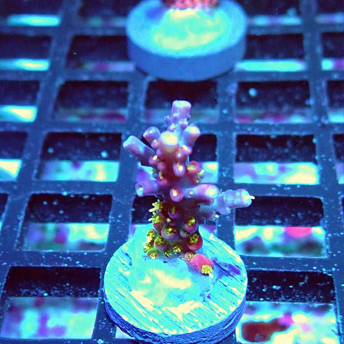 REx Rainbow Worms Acro