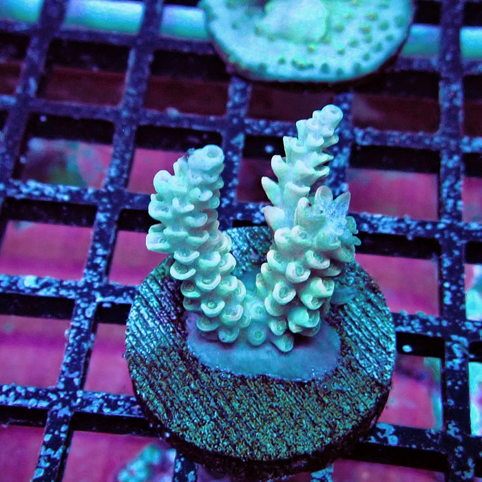 White-Pink Tenuis Acro Frag