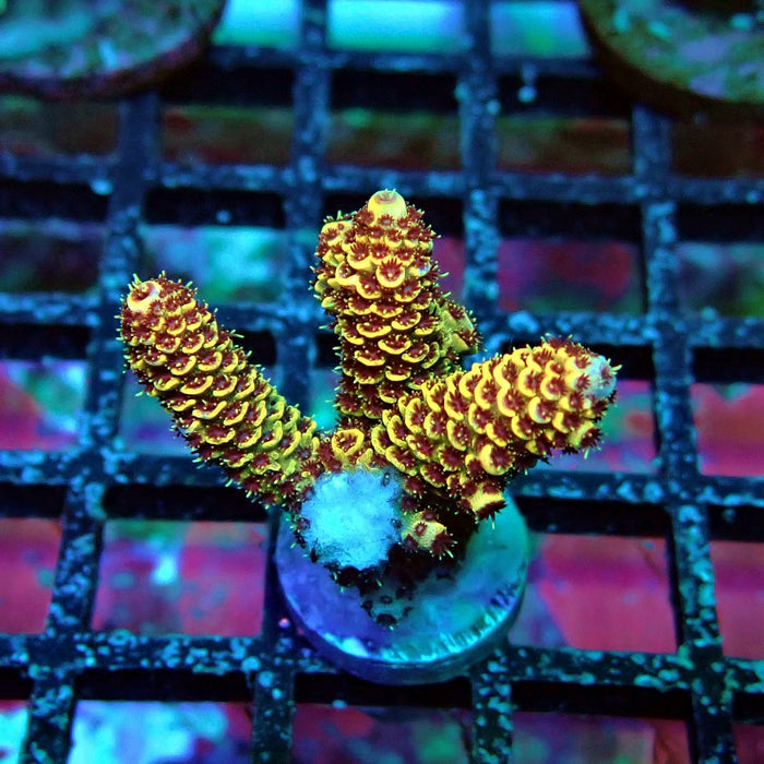Orange Mille Acro Frag