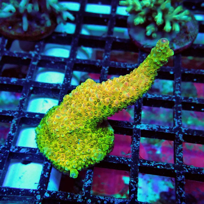 Aquacultured Acro Frag