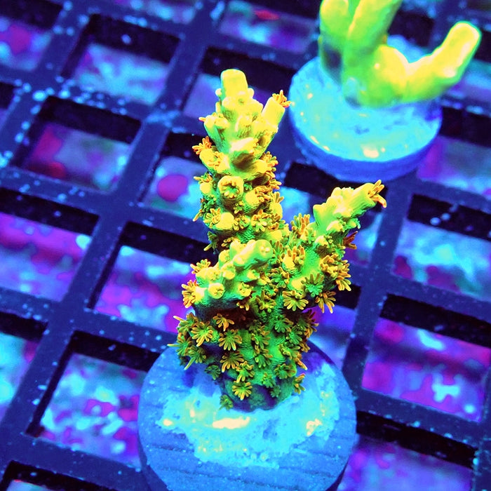 REx Hairy Rainbow Bear Acro