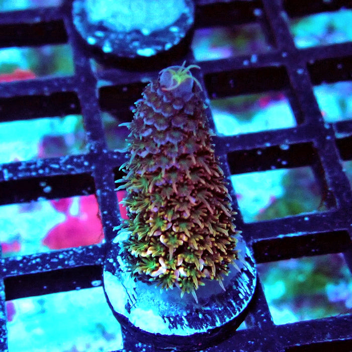 Spathulata Tricolor Acro