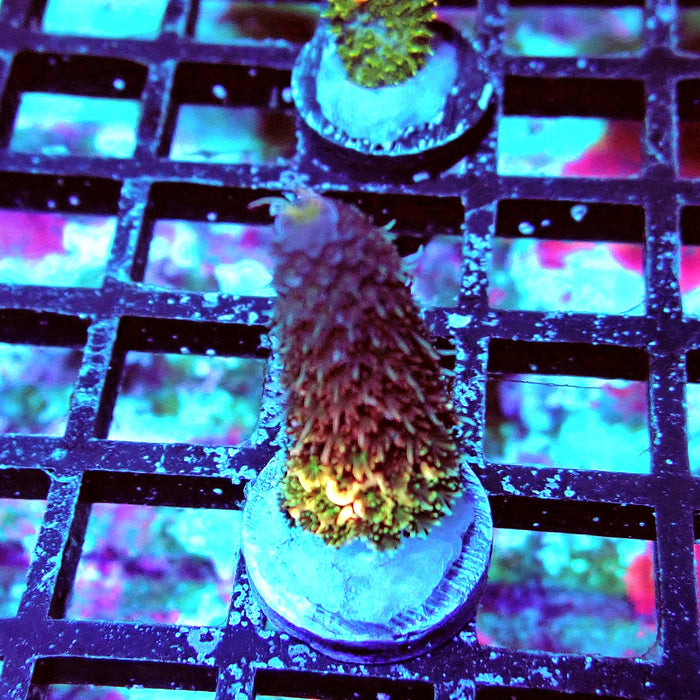 Spathulata Tricolor Acro