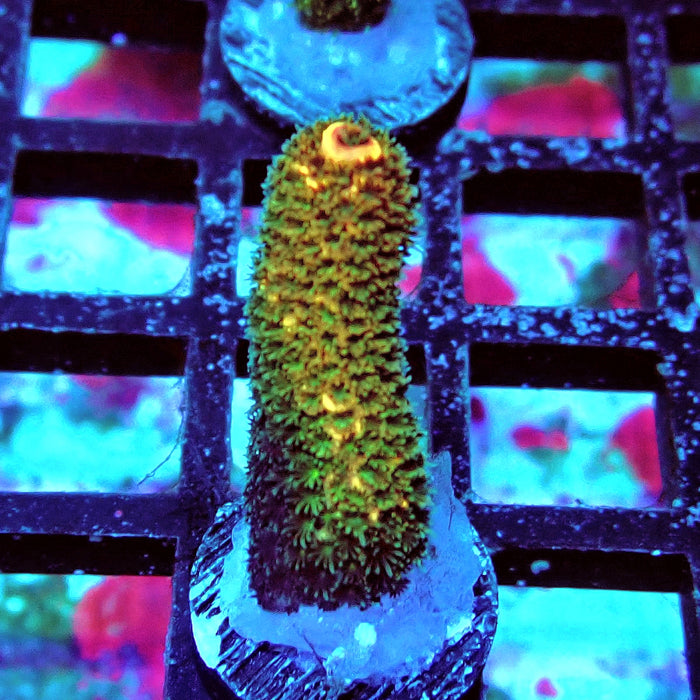 Spathulata Tricolor Acro