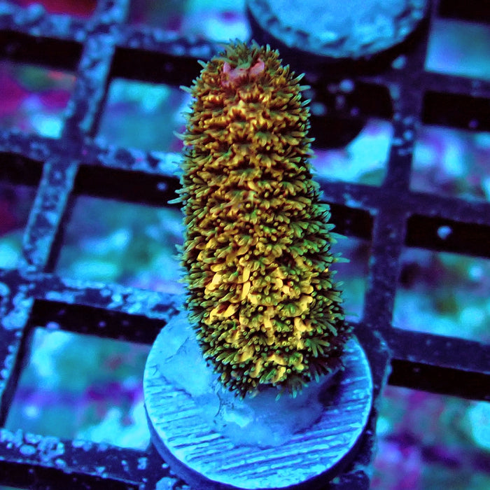 Spathulata Tricolor Acro