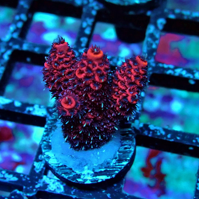 Crazy Red Acro Frag