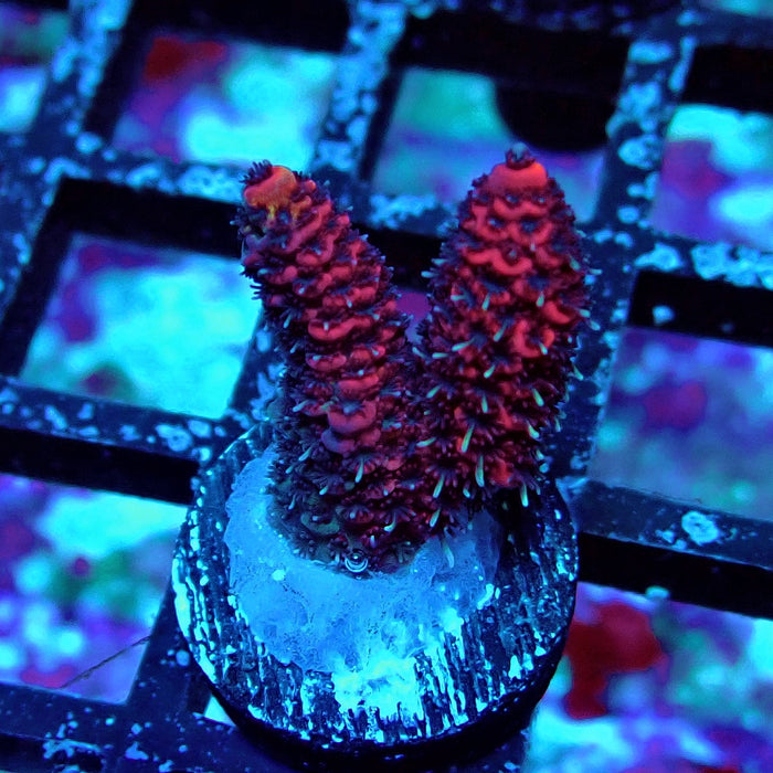 Crazy Red Acro Frag