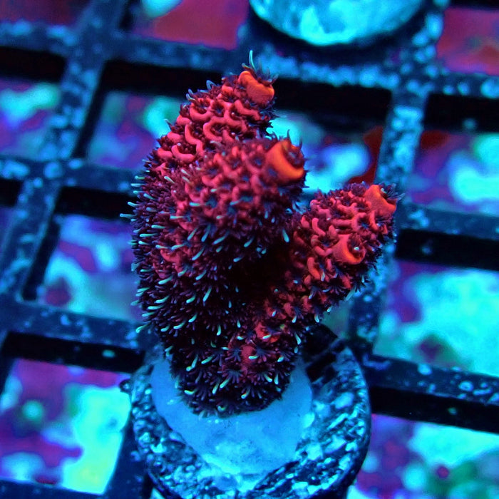 Crazy Red Acro Frag