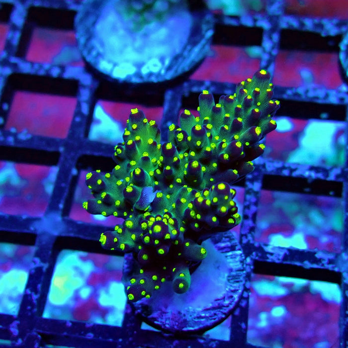 Galaxy Acro Frag