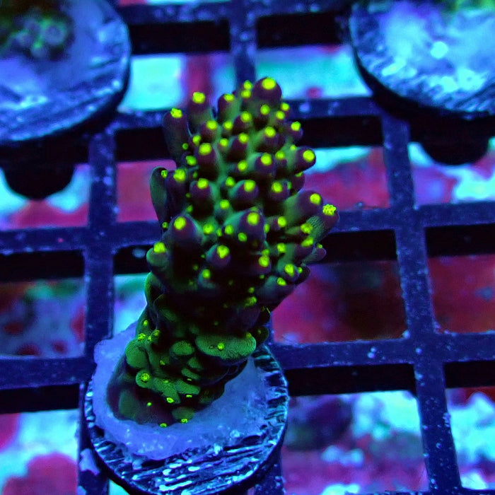 Galaxy Acro Frag